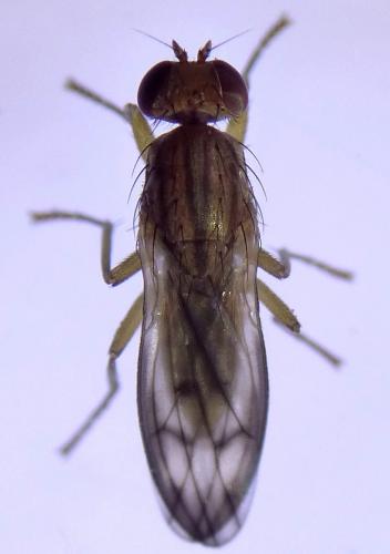 Opomyza germinationis